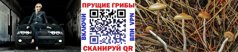 Псилоцибиновые грибы GOLDEN TEACHER Козельск